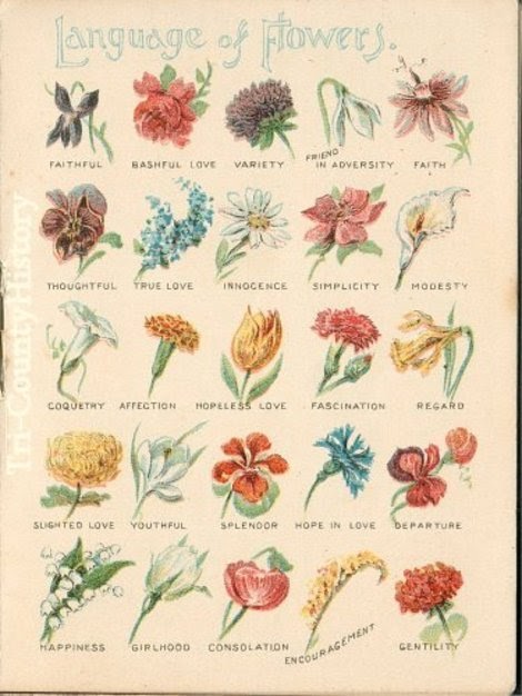 Language Of Flowers Flower Meanings Plants