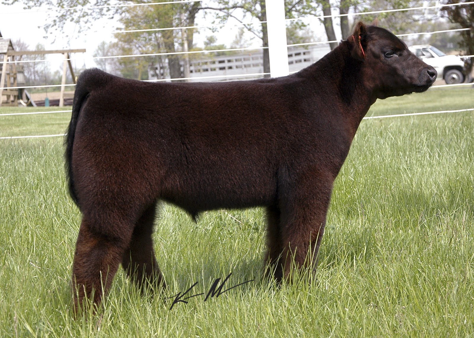 skinnercattleco.blogsp... skinnercattleco.blogsp...