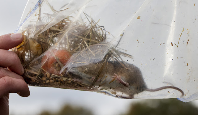 Contents of a small mammal trap, including a Wood Mouse. Jubilee Country Park, 15 November 2015. Contents of a small mammal trap, including a Wood Mouse. Jubilee Country Park, 15 November 2015.