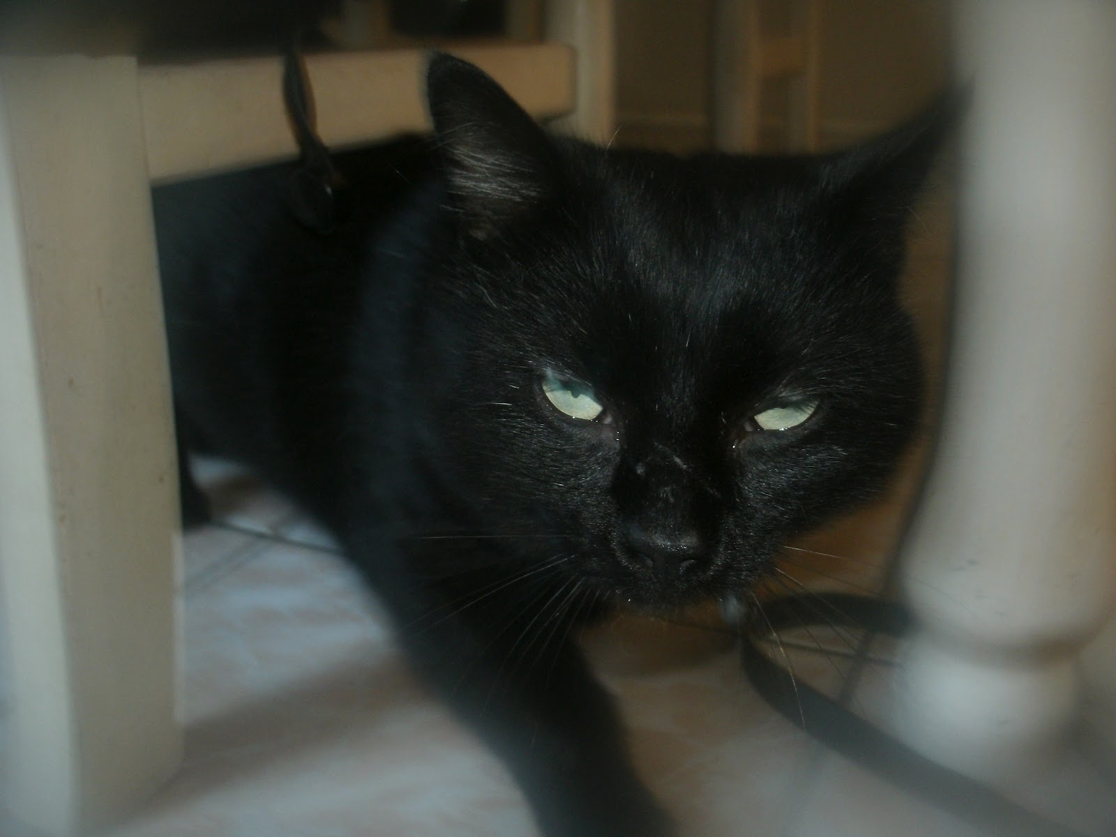 chat perigueux
