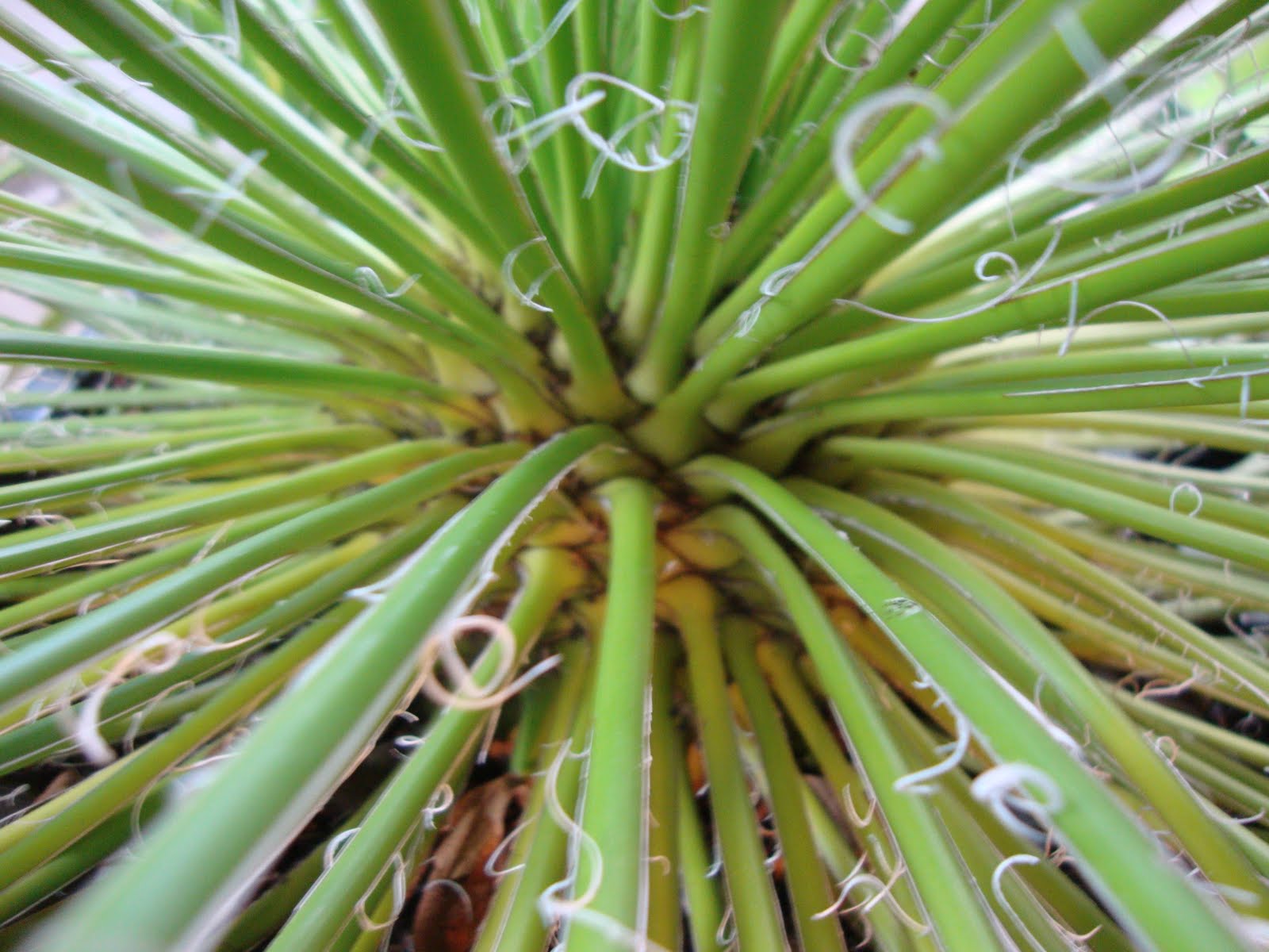 danger garden Everyone vacuums their plants right?