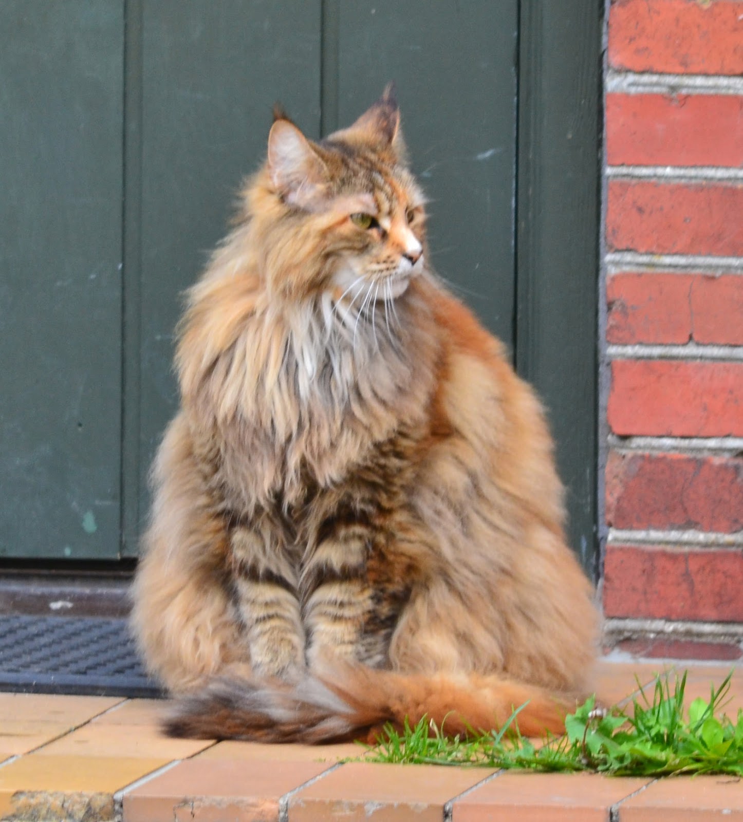 Norwegian Forest Cat Kittens from traditional old lines keeping