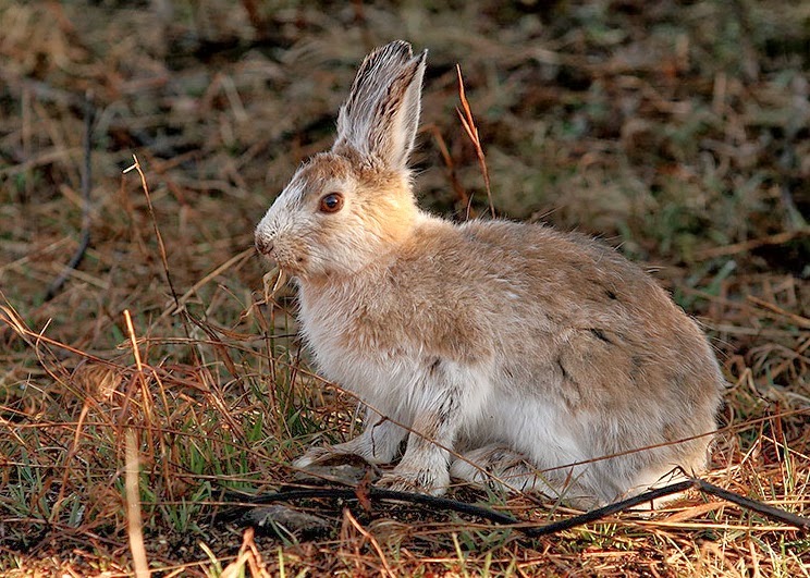 Snowshoe Hare Wild Life World
