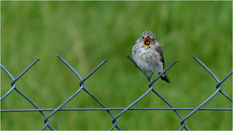 emphoka, photo of the day, RudiMag, Panasonic DMC-FZ200 emphoka, photo of the day, RudiMag, Panasonic DMC-FZ200