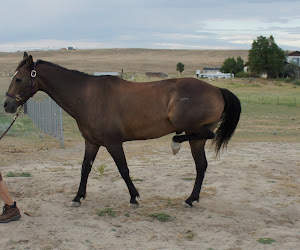 australian stringhalt