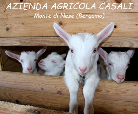 allevamento capre casali gianluca monte di nese capretti stalla