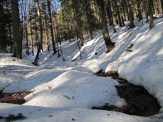 Magura Małastowska, las Magury.