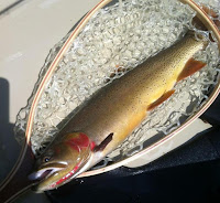fly fish Idaho; flies fishing; fly fishing; fly fishing equipment; fishing flies; fishing gear; trout flies; salmon flies; fly fishing Idaho; flies for sale; Idaho fly fishing; flyfishing flies; fishing flys