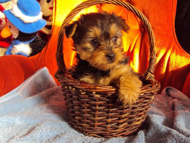 YorkiePoo Puppy