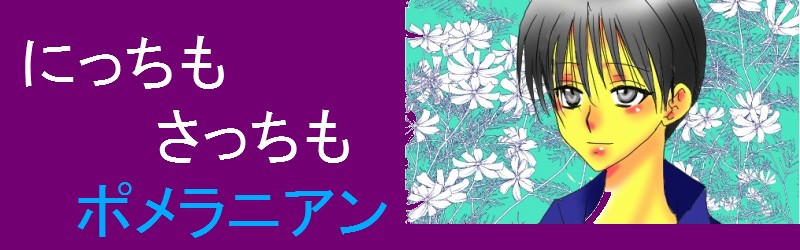 にっちもさっちもポメラニアン