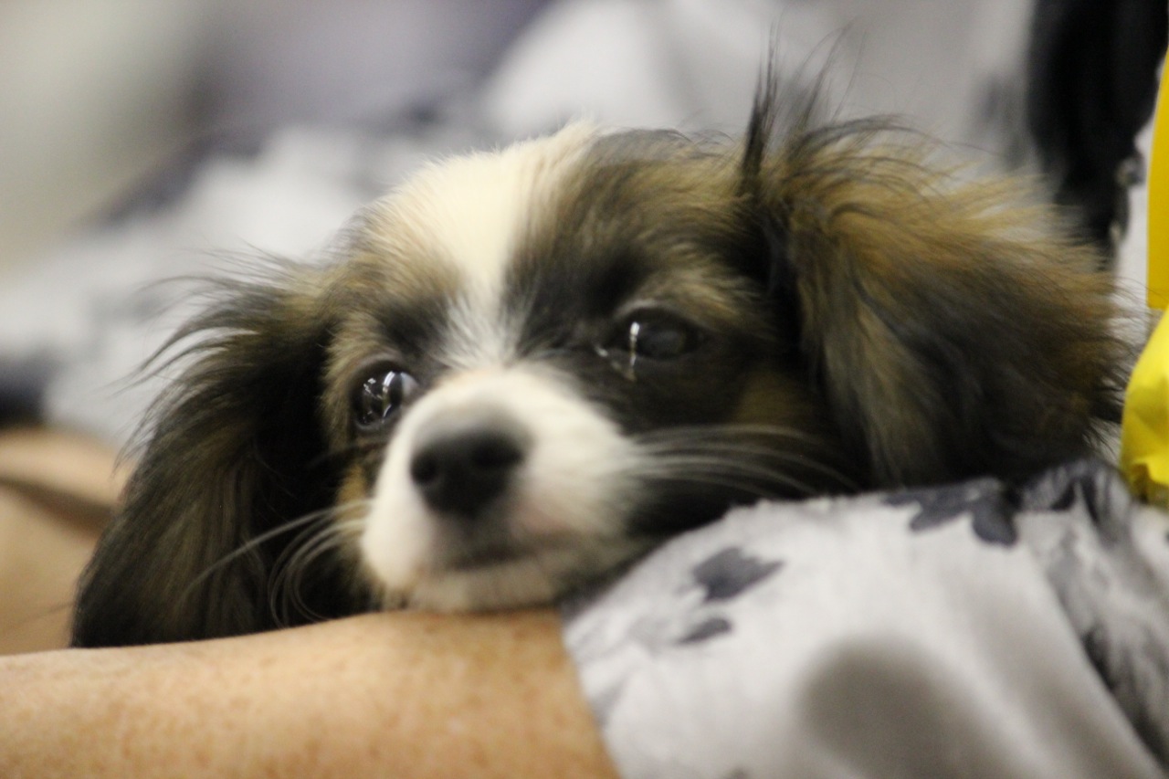 papillon havanese mix to with times at an iabca show papillon havanese mix to with times at an iabca show