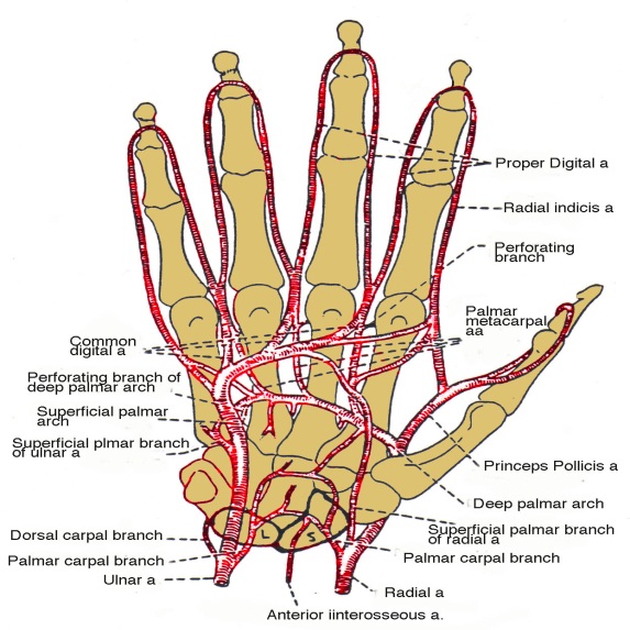 Wrist Fracture Types Hand Blood Supply-4.bp.blogspot.com