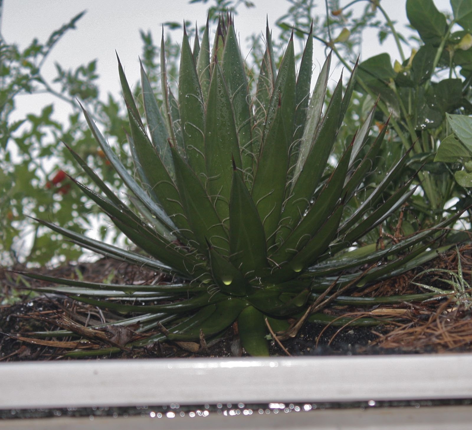 Kevin Songer Yucca filamentosa, Green Roof Plant for Hot, Dry and Arid