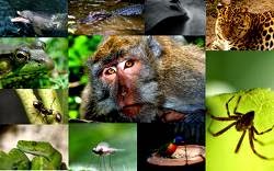 A ALQUIMIA DA CURA AMAZONIA16