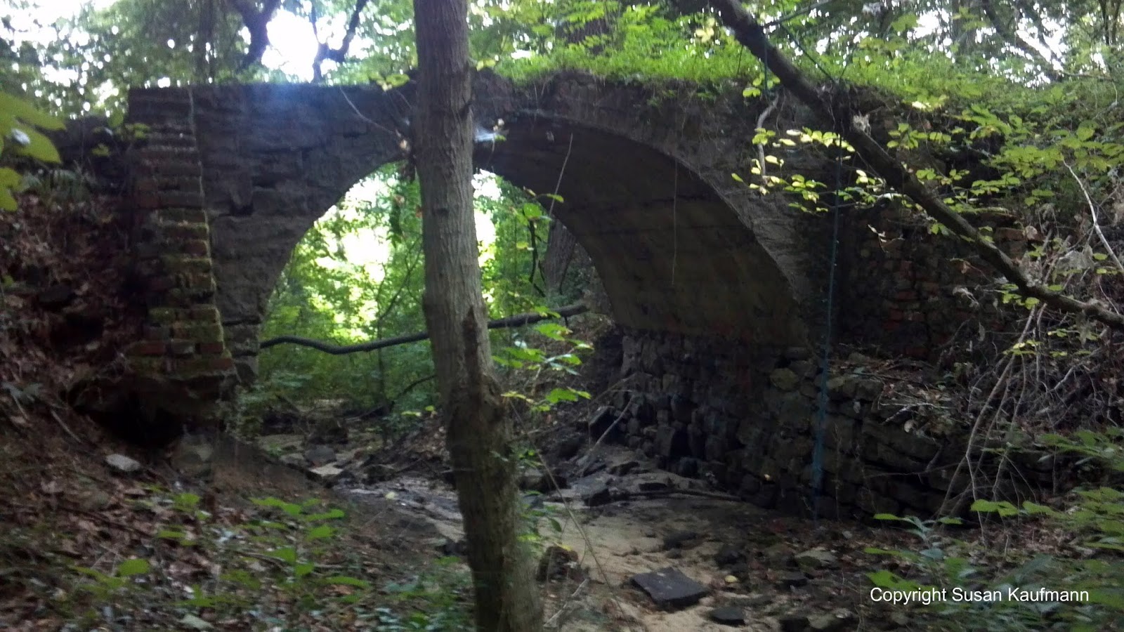 Hidden New Jersey Birding with the spirit of Bonaparte our visit to