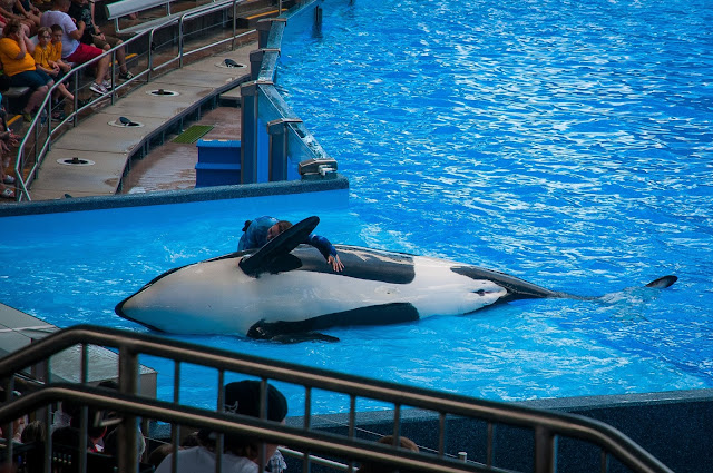 sea world Orlando sea world Orlando