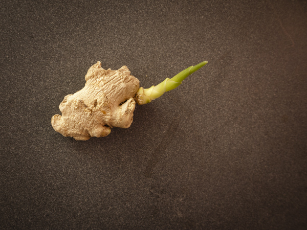 Fresh ginger (Zingiber officinale) root with sprout 