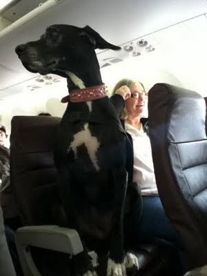 Big dogs on a plane MMA Forum &page=2