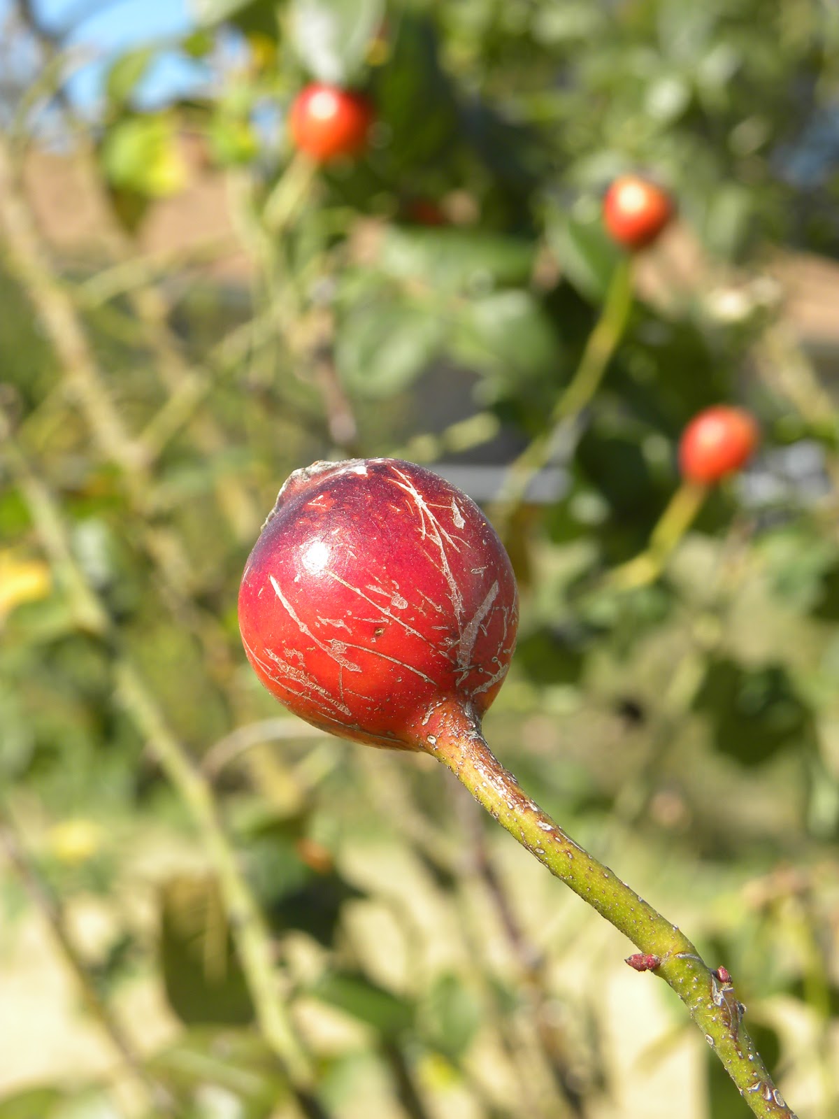 Red Dirt Roses Rose Hip Tea