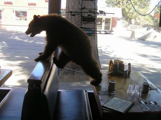 Fere Goes a Bear
