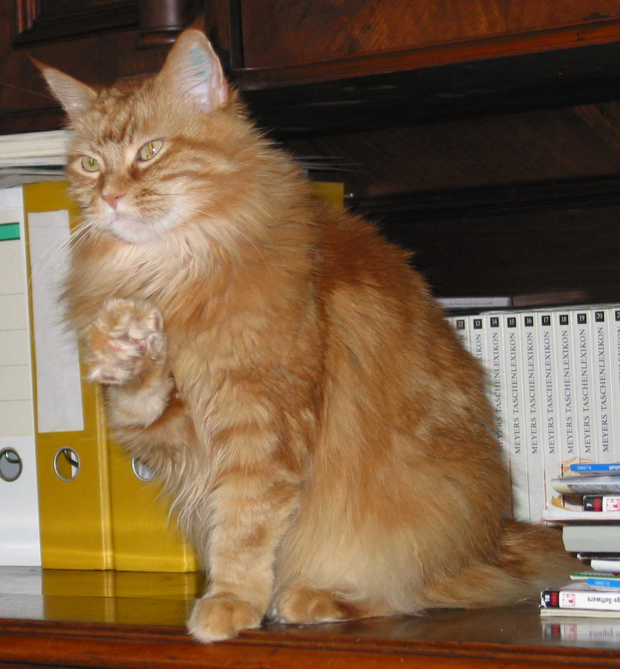 5 Fakta Kucing Maine Coon Ras Kucing Rumahan Berbadan Besar Youtube