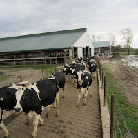gambar peternakan sapi gambar peternakan sapi