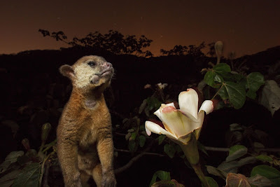 CHRISTIAN ZIEGLER/National Geographic Panama Il muso cosparso di polline di questo cercoletto tradisce una scorpacciata notturna su un albero di balsa.