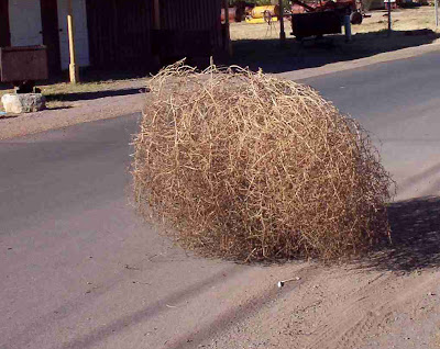 tumbleweed-pic.jpg