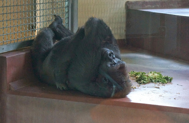 Western Lowland Gorilla Green Eggs Cafe and the Philadelphia Zoo