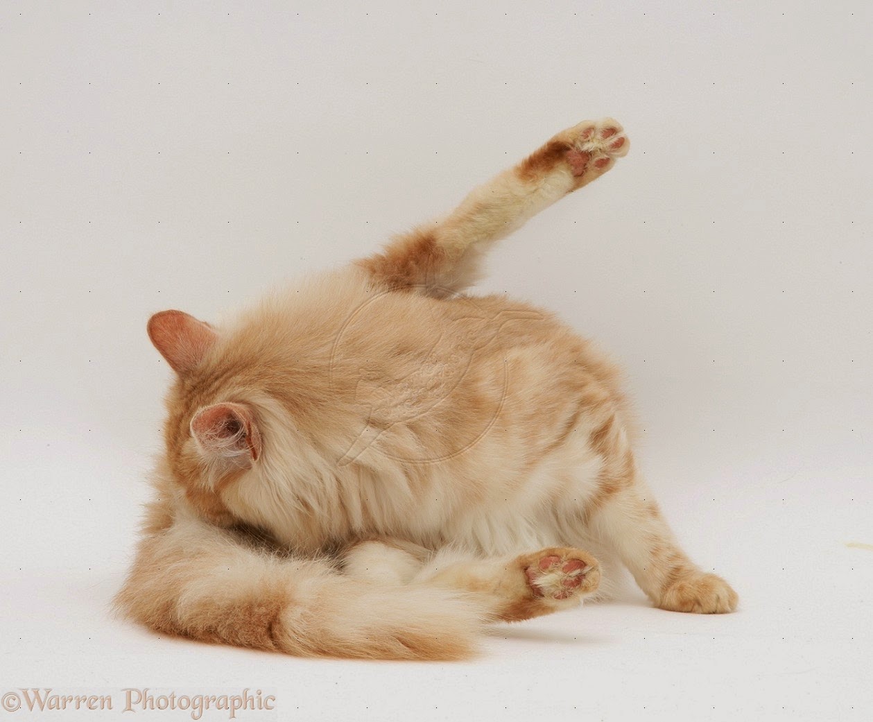 Foto dan Gambar Kucing Anggora yang lucu Foto dan Gambar Kucing Anggora yang lucu