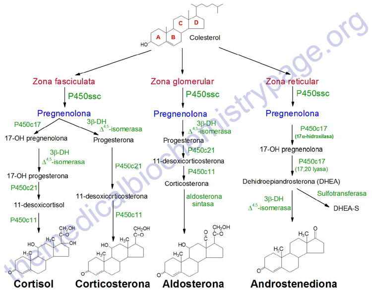 PFB-JavierGarcìaG.: Síntesis de Hormonas esteroides PFB-JavierGarcìaG.: Síntesis de Hormonas esteroides