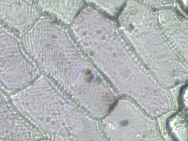 NaDexZz's Site: PENGAMATAN SEL TUMBUHAN