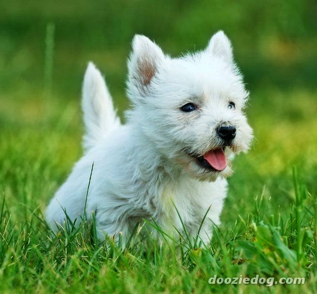 I really want a dog but cant decide on a Westie or a Chow Chow