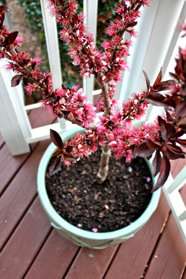 Your Southern Peach Home Depot Style Challenge Reveal