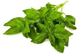 Health benefit of basil leaves