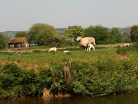 Spring Lambs