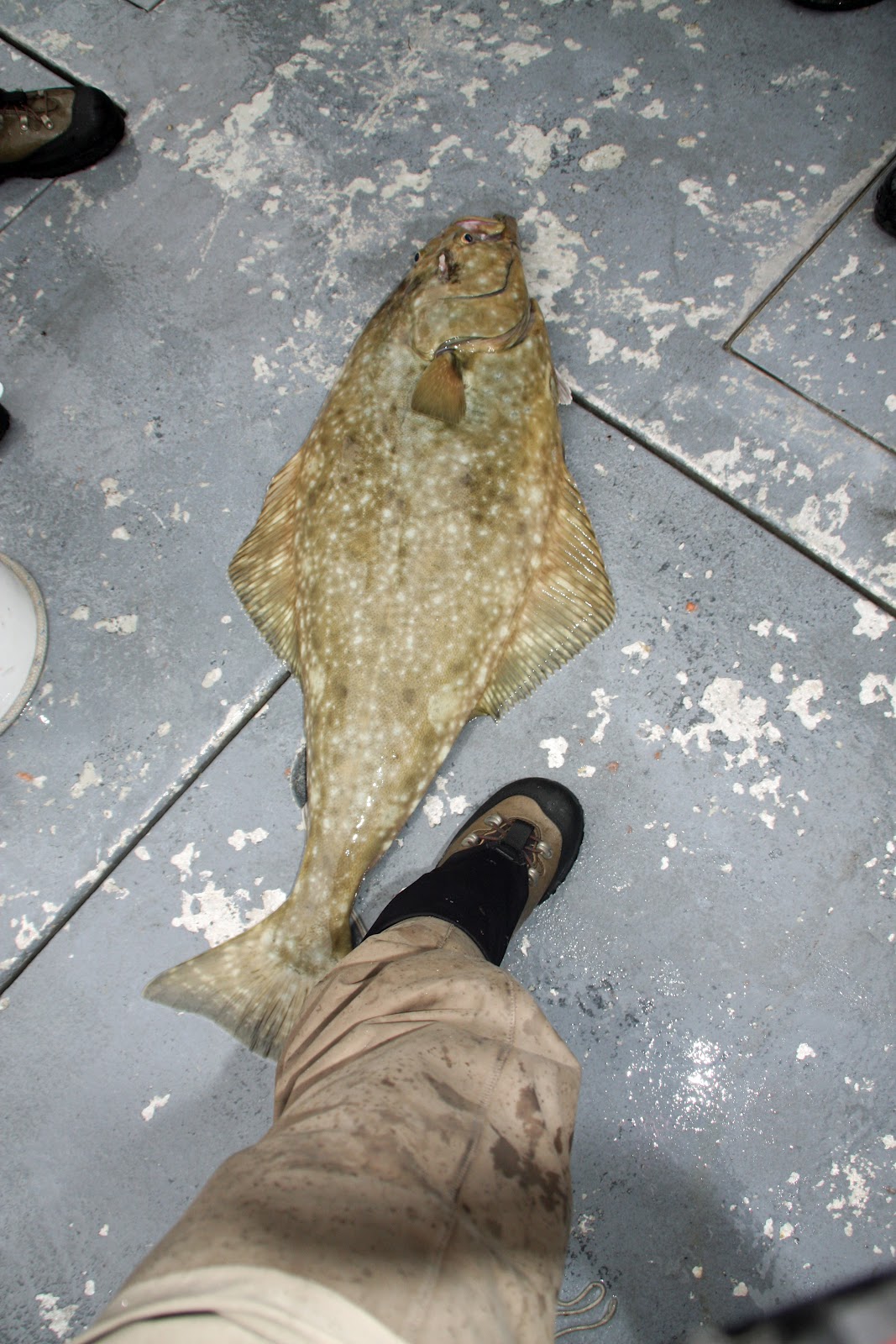 big flat fish in alaska big flat fish in alaska