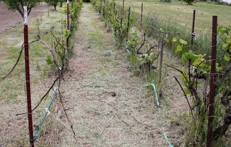 My Mountain Garden Gleanings Growing Grapes