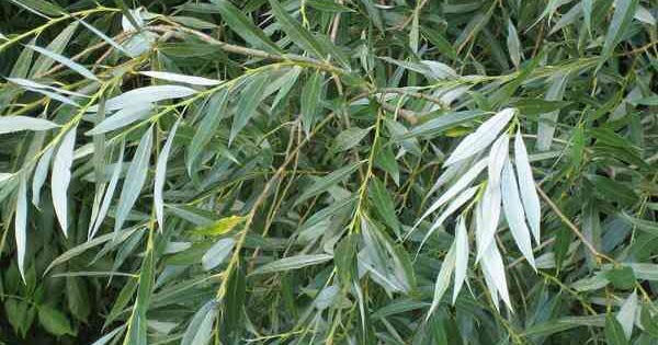 Plante Medicinale pentru sanatatea ta! Salcia