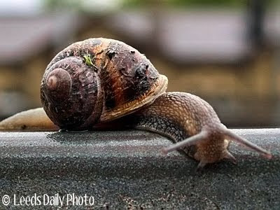 Picture of garden snail Garden Snail