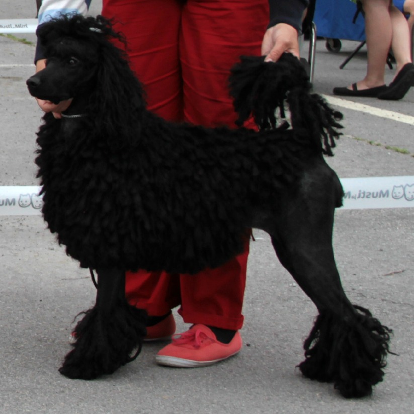 Poodle Coinmarketcap Spg Pack Com