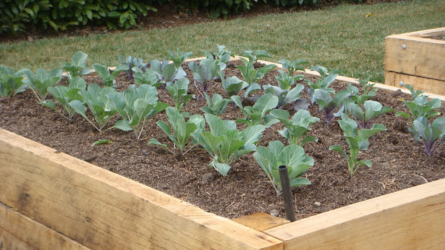 the lime walk: RAISED VEGETABLE BEDS ON THE FARM