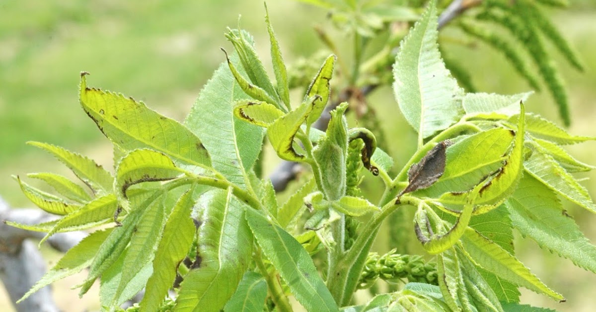 Northern Pecans Slight freeze damage on young pecan leaves