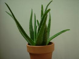 Aloe Vera Manfaat Jus A Look Ke Salah Satu Planet Penyembuh Paling Powerfull Aloe Vera Manfaat Jus A Look Ke Salah Satu Planet Penyembuh Paling Powerfull
