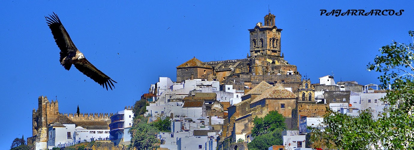 Pajarrarcos