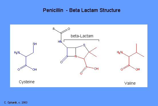 penicillin other drugs in same class