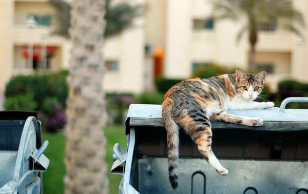 Cat's Eye View @ MPL: Prime Feline Dumpster Diving Spots Around My600 Cat's Eye View @ MPL: Prime Feline Dumpster Diving Spots Around My600