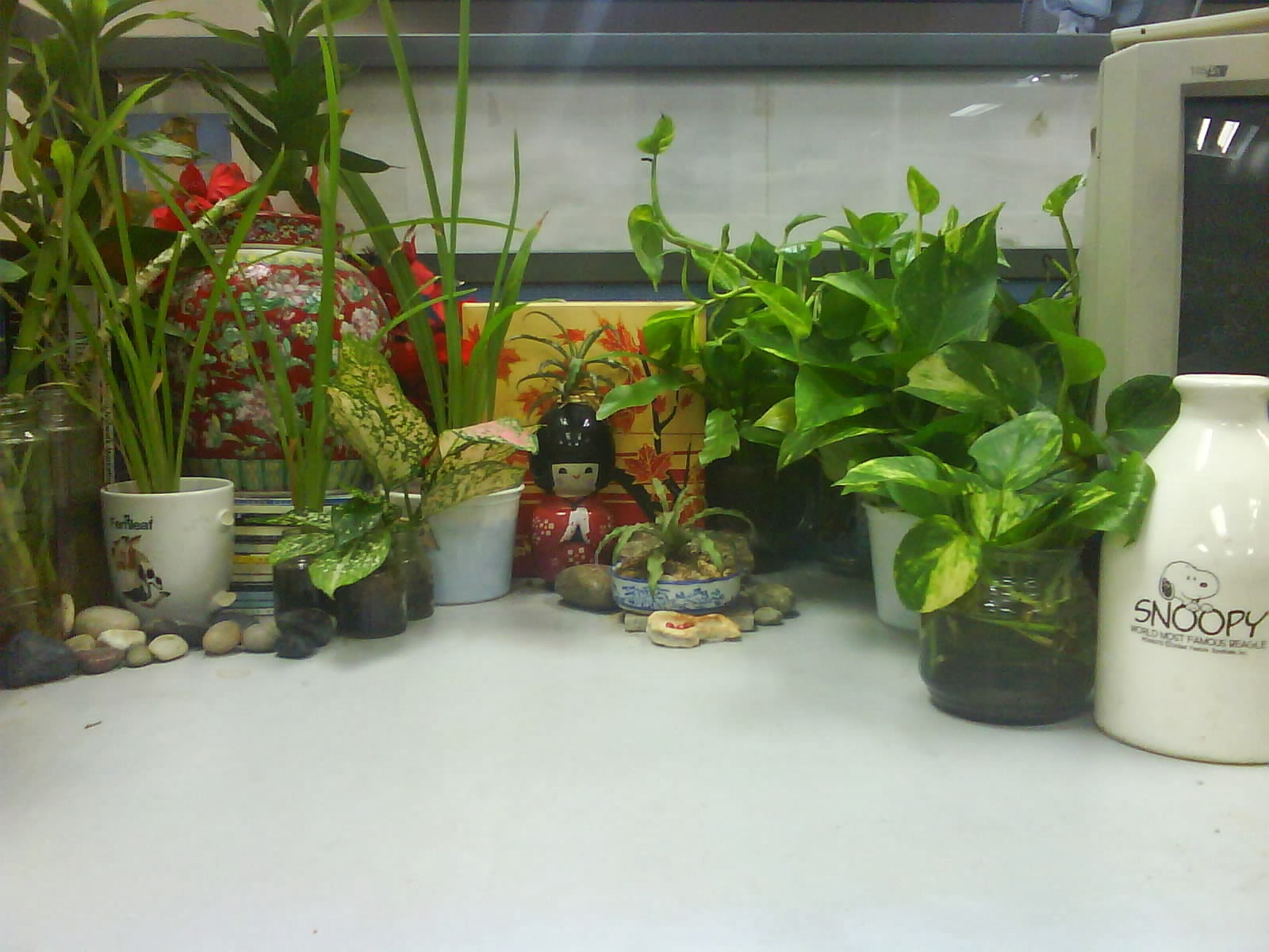 Garden Chronicles Indoor Plants Office Cubicle