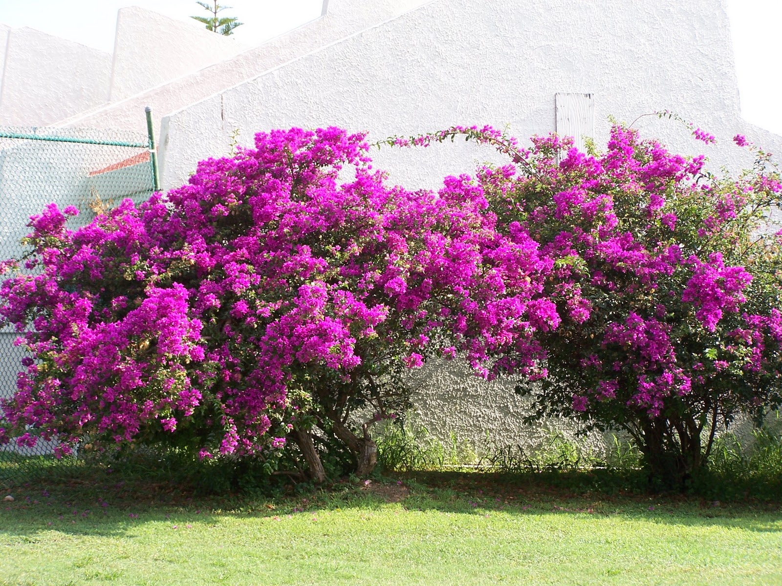 Caribbean Missions Beautiful Flowers of the Island