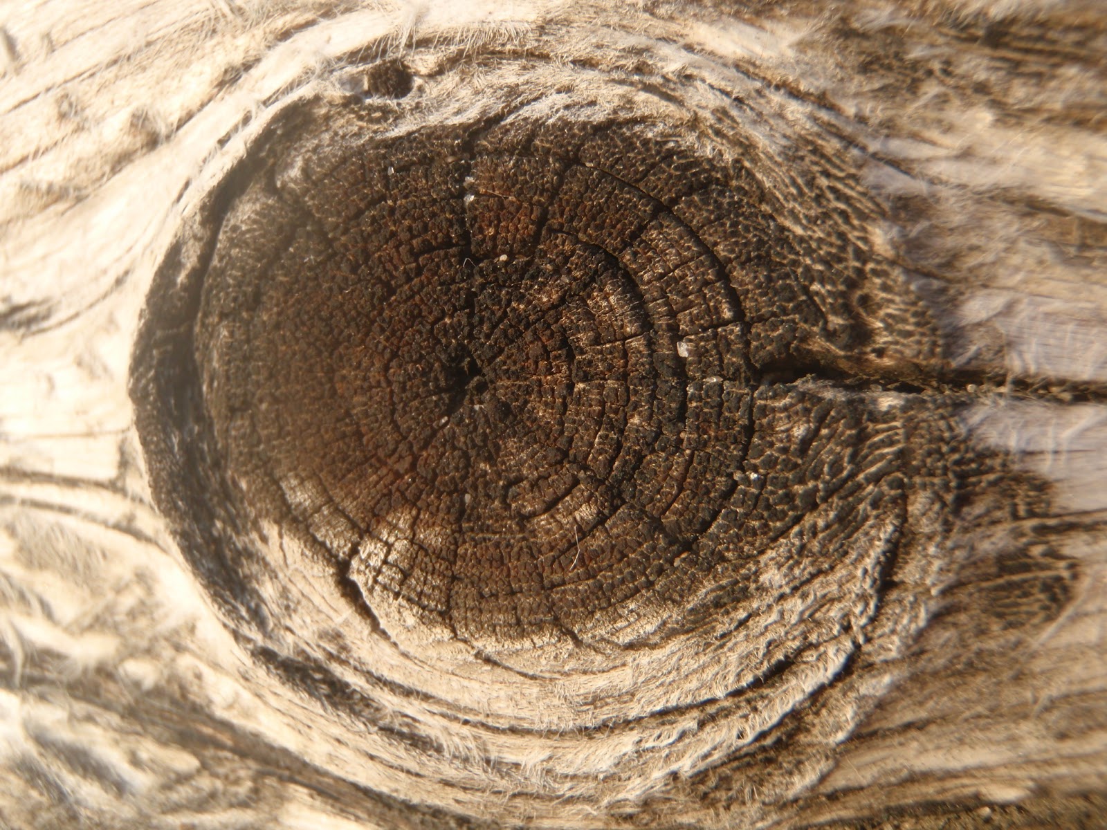 Science teacher A piece of wood